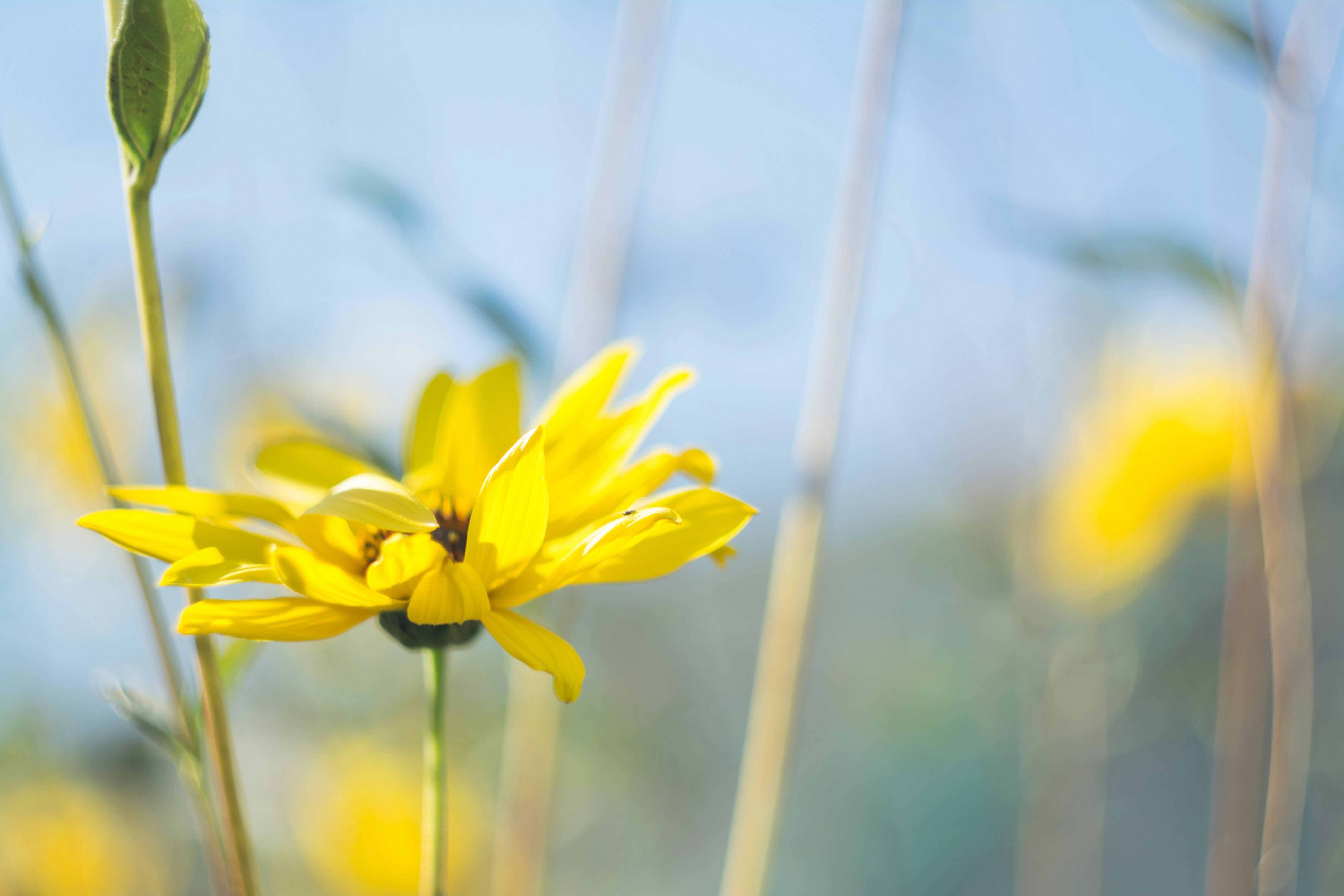 selective focus photography of yellow sunflower